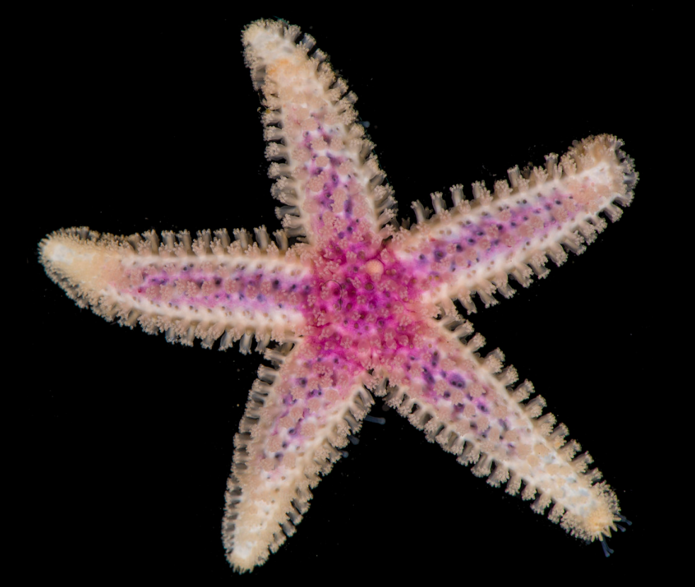 Physiological Energetics of Marine Organisms IMBRSea