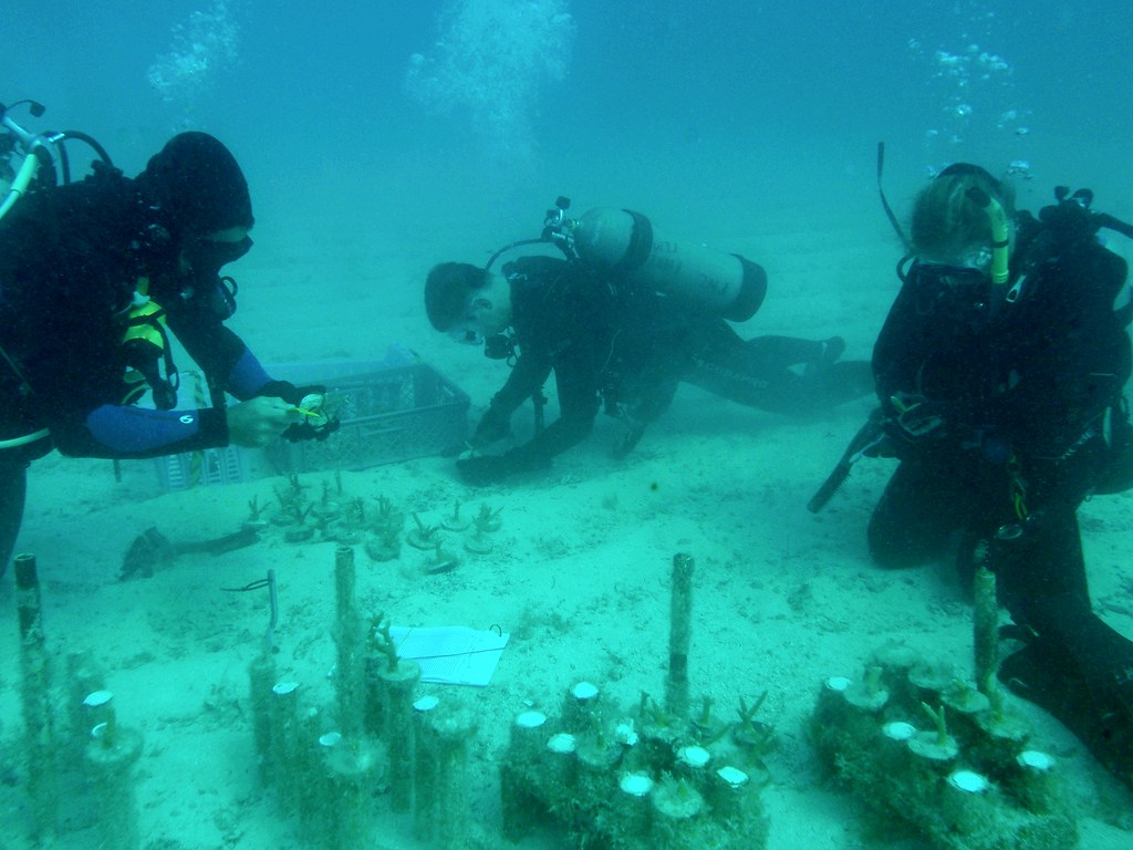 Restoration of hard bottoms and tropical reefs: field work and practice ...